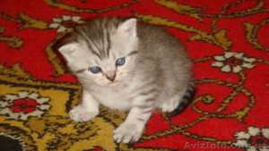 Британские чистокровные котята (мальчики) - <ro>Изображение</ro><ru>Изображение</ru> #2, <ru>Объявление</ru> #591954