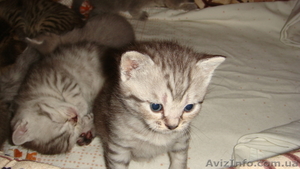 Британские чистокровные котята (мальчики) - <ro>Изображение</ro><ru>Изображение</ru> #6, <ru>Объявление</ru> #591954