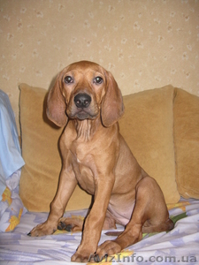 продаю щенка родезийского риджбека - <ro>Изображение</ro><ru>Изображение</ru> #1, <ru>Объявление</ru> #604778