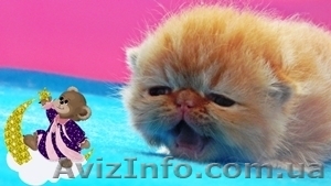 Продажа экзотических короткошерстных котят - <ro>Изображение</ro><ru>Изображение</ru> #2, <ru>Объявление</ru> #584603