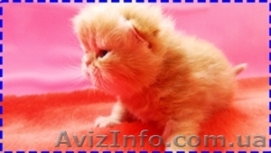 Продажа экзотических короткошерстных котят - <ro>Изображение</ro><ru>Изображение</ru> #3, <ru>Объявление</ru> #584603