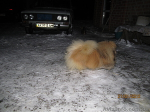 Щенок пекинеса, цвет шиншилла,  кобель,  документы КСУ,  дата рождения 20.03.12.