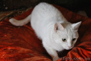 50 котиков живут впроголодь в приюте - <ro>Изображение</ro><ru>Изображение</ru> #3, <ru>Объявление</ru> #593545