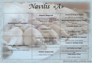 Перспективные щенки ЗОЛОТИСТОГО РЕТРИВЕРА профессиональный питомник