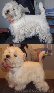Тримминг собак, стрижка- Вест Хайленд Вайт Терьер, West Highland White Terrier,  - <ro>Изображение</ro><ru>Изображение</ru> #1, <ru>Объявление</ru> #608442