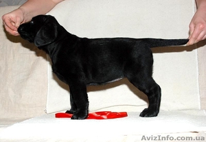 Монопородный питомник предлагает щенков лабрадора