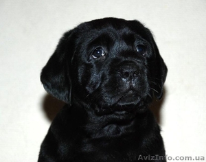 Племенные щенки Лабрадора