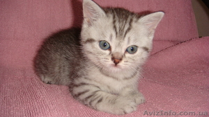 Британские шикарные котята недорого - <ro>Изображение</ro><ru>Изображение</ru> #1, <ru>Объявление</ru> #608523