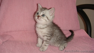 Британские шикарные котята недорого - <ro>Изображение</ro><ru>Изображение</ru> #2, <ru>Объявление</ru> #608523