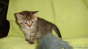 Британские шикарные котята недорого - <ro>Изображение</ro><ru>Изображение</ru> #3, <ru>Объявление</ru> #608523