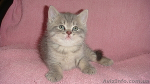 Британские шикарные котята недорого - <ro>Изображение</ro><ru>Изображение</ru> #4, <ru>Объявление</ru> #608523