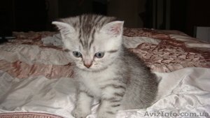 Британские шикарные котята недорого - <ro>Изображение</ro><ru>Изображение</ru> #6, <ru>Объявление</ru> #608523