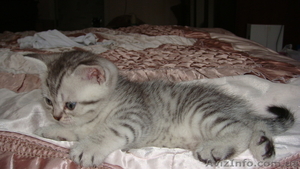 Британские шикарные котята недорого - <ro>Изображение</ro><ru>Изображение</ru> #8, <ru>Объявление</ru> #608523