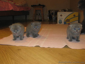 Котята британци - <ro>Изображение</ro><ru>Изображение</ru> #1, <ru>Объявление</ru> #635625