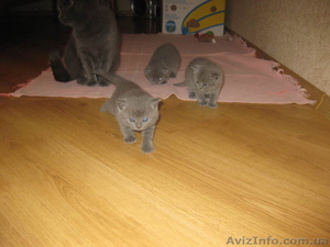 Котята британци - <ro>Изображение</ro><ru>Изображение</ru> #4, <ru>Объявление</ru> #635625