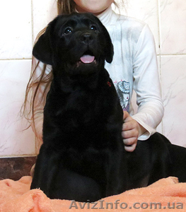 Элитные щенки Лабрадора ретривера