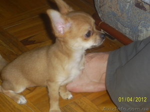 продаютсященки чихуахуа