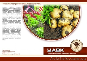 Приглашаем производителей картофеля в УАВК! - <ro>Изображение</ro><ru>Изображение</ru> #1, <ru>Объявление</ru> #674064
