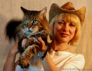Известный питомник Bartalameo предлагает котят Мейн Кун (с видео) - <ro>Изображение</ro><ru>Изображение</ru> #5, <ru>Объявление</ru> #649556