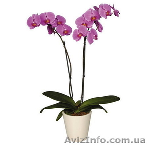 Продажа орхидей. Доставка бесплатная.  - <ro>Изображение</ro><ru>Изображение</ru> #3, <ru>Объявление</ru> #657509
