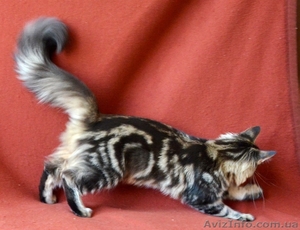 Известный питомник Bartalameo предлагает котят Мейн Кун (с видео) - <ro>Изображение</ro><ru>Изображение</ru> #1, <ru>Объявление</ru> #649556