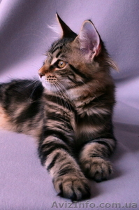 Известный питомник Bartalameo предлагает котят Мейн Кун (с видео) - <ro>Изображение</ro><ru>Изображение</ru> #3, <ru>Объявление</ru> #649556