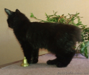 Котик черный бобтейл - <ro>Изображение</ro><ru>Изображение</ru> #2, <ru>Объявление</ru> #684628