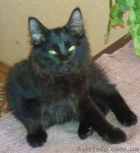 Котик черный бобтейл - <ro>Изображение</ro><ru>Изображение</ru> #3, <ru>Объявление</ru> #684628