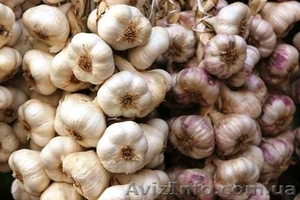 выращивание и продажа чеснока и посадочного материала в Украине