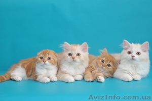 Шотландские котята хайленды красные - <ro>Изображение</ro><ru>Изображение</ru> #1, <ru>Объявление</ru> #684348