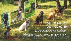 Дрессировка собак индивидуально и в группах. - <ro>Изображение</ro><ru>Изображение</ru> #1, <ru>Объявление</ru> #690484