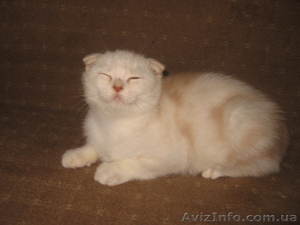 Ананас-улыбчивый котик, шотландский вислоухий - <ro>Изображение</ro><ru>Изображение</ru> #2, <ru>Объявление</ru> #698876