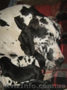 немецкий дог щенки мраморного и черного окраса