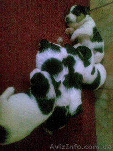 Фокстерьер щенки