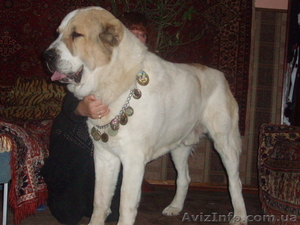 щенки среднеазитской oвчарки