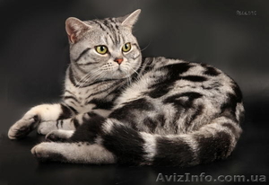Американские короткошерстные котята - <ro>Изображение</ro><ru>Изображение</ru> #8, <ru>Объявление</ru> #730411