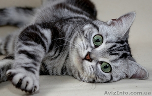Американские короткошерстные котята - <ro>Изображение</ro><ru>Изображение</ru> #2, <ru>Объявление</ru> #730411