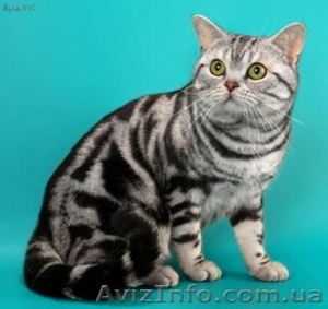 Американские короткошерстные котята - <ro>Изображение</ro><ru>Изображение</ru> #1, <ru>Объявление</ru> #730411