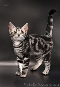 Американские короткошерстные котята - <ro>Изображение</ro><ru>Изображение</ru> #5, <ru>Объявление</ru> #730411