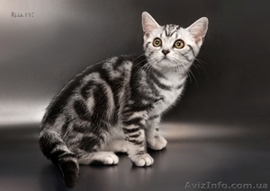 Американские короткошерстные котята - <ro>Изображение</ro><ru>Изображение</ru> #7, <ru>Объявление</ru> #730411