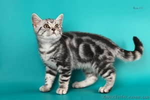 Американские короткошерстные котята - <ro>Изображение</ro><ru>Изображение</ru> #3, <ru>Объявление</ru> #730411