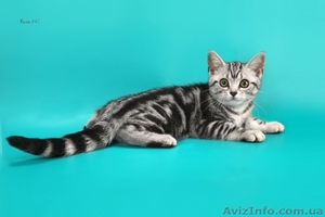 Американские короткошерстные котята - <ro>Изображение</ro><ru>Изображение</ru> #6, <ru>Объявление</ru> #730411