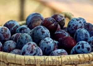 Гастрономический тур по Закарпатье от А до Я 3 дня (24 – 26.08) 