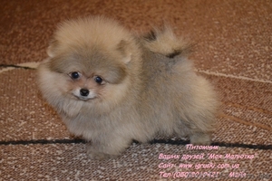 Щенки померанского шпица крем и оранж