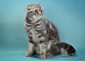 Продажа. Молодая кошка-производитель - <ro>Изображение</ro><ru>Изображение</ru> #4, <ru>Объявление</ru> #730399