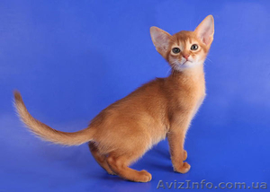 Абиссинские котята - американский тип! - <ro>Изображение</ro><ru>Изображение</ru> #4, <ru>Объявление</ru> #300097