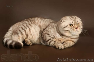  шотландские котята шоу класса - <ro>Изображение</ro><ru>Изображение</ru> #3, <ru>Объявление</ru> #755734