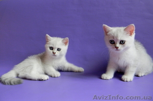 Британские Короткошерстные и Шотландские котята - <ro>Изображение</ro><ru>Изображение</ru> #3, <ru>Объявление</ru> #759298