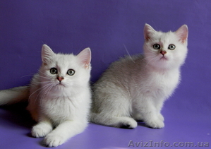 Британские Короткошерстные и Шотландские котята - <ro>Изображение</ro><ru>Изображение</ru> #6, <ru>Объявление</ru> #759298