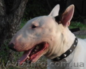 кобель бультерьера